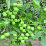 خرید نهال گردو آریانا